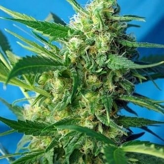 Ice Cool Auto (Sweet Seeds) feminized