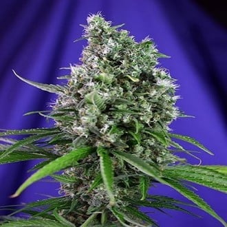 Sweet Trainwreck Auto (Sweet Seeds) feminized