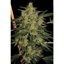 Nebula II CBD (Paradise Seeds) feminized