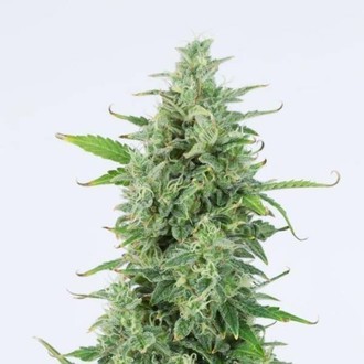 OG Kush Autoflowering (Dinafem) feminized