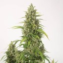 Haze XXL Autoflowering (Dinafem) feminized