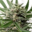 Blue Amnesia XXL Autoflowering (Dinafem) feminized