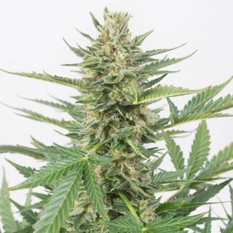 Cheese XXL Autoflowering (Dinafem) feminized