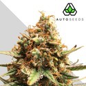 Juicy Lucy (Auto Seeds) feminized