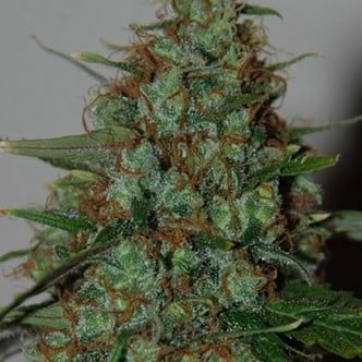 Wild Thailand Ryder Auto (World of Seeds) feminized