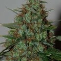 Wild Thailand Ryder Automatic (World of Seeds) feminized