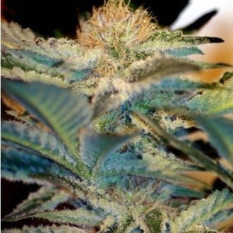 Mohan Ram (Sweet Seeds) feminized