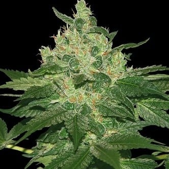 Afghan Kush (World of Seeds) feminized