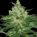 Afghan Kush (World of Seeds) feminized