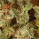 Collection Pack Sativa Champions (Paradise Seeds) feminized