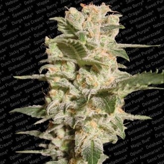 Belladonna (Paradise Seeds) feminized