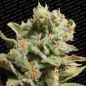 Dutch Dragon (Paradise Seeds) feminized