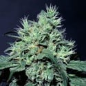 Dutch Dragon (Paradise Seeds) feminized