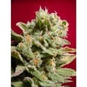 Dutch Dragon (Paradise Seeds) feminized