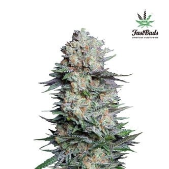 Mexican Airlines (FastBuds) feminized