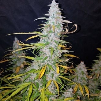Californian Snow Auto (FastBuds) feminized