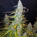 Californian Snow Auto (FastBuds) feminized
