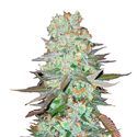 G14 Auto (FastBuds) feminized