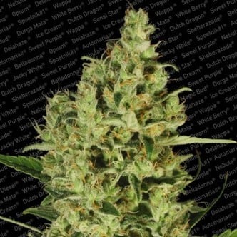 Delahaze (Paradise Seeds) feminized