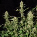 Delahaze (Paradise Seeds) feminized