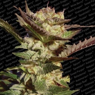 Durga Mata (Paradise Seeds) feminized