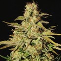 Jacky White (Paradise Seeds) feminized