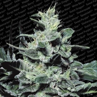 Nebula (Paradise Seeds) gefeminiseerd