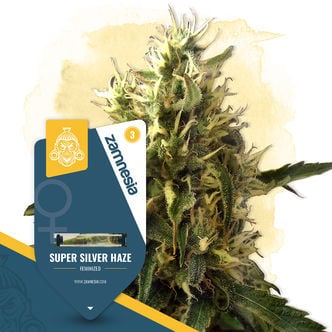 Super Silver Haze (Zamnesia Seeds) feminized