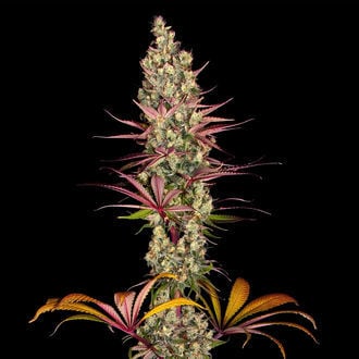 Blue Dream (Zamnesia Seeds) feminized