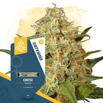 Cheese (Zamnesia Seeds) feminized