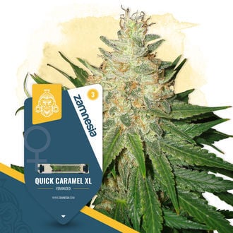 Quick Caramel XL (Zamnesia Seeds) feminized