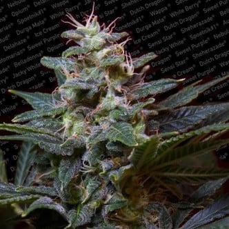 Sweet Purple (Paradise Seeds) feminized