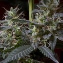 Sweet Purple (Paradise Seeds) feminized