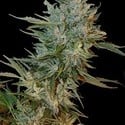 Haze Gom (Grass-O-Matic) feminized