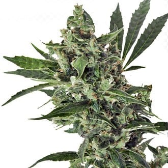 Med Gom 1 (Grass-O-Matic) feminized