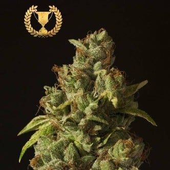 Rollex OG Kush (Devil's Harvest) feminized