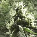 Rollex OG Kush (Devil Harvest Original) feminized