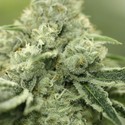 Rollex OG Kush (Devil Harvest Original) feminized