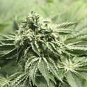 Rollex OG Kush (Devil Harvest Original) feminized