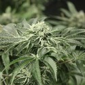 Rollex OG Kush (Devil Harvest Original) feminized