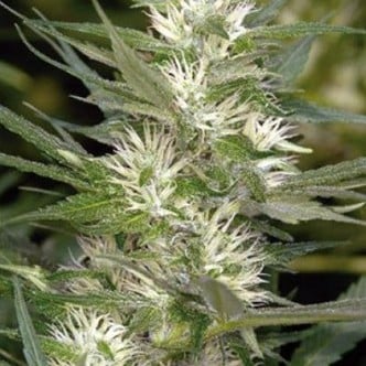 Cole Train (Reserva Privada) feminized