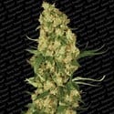 Wappa (Paradise Seeds) feminized