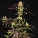 White Berry (Paradise Seeds) feminized