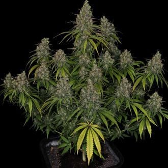 Choco Haze (Zamnesia Seeds) feminized