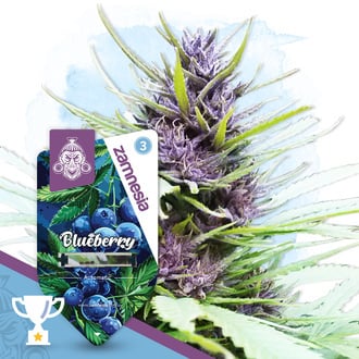 Blueberry Automatic (Zamnesia Seeds) feminized
