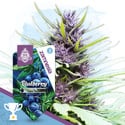 Blueberry Automatic (Zamnesia Seeds) feminized