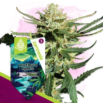 Northern Lights Automatic (Zamnesia Seeds) feminized