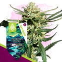 Northern Lights Automatic (Zamnesia Seeds) feminized