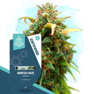 Amnesia Haze Automatic (Zamnesia Seeds) feminized