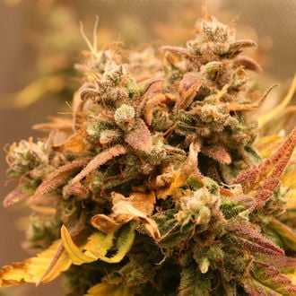 AK-420 Automatic (Zamnesia Seeds) feminized